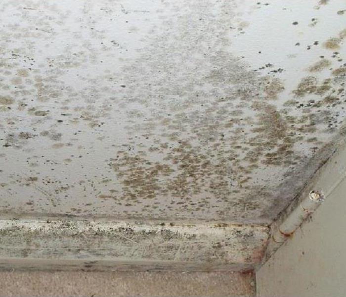 Black, brown and gray mold spore colonies on a white wall in the lower corner of a room.